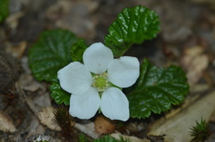 Rubus geoides