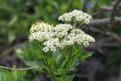 Microglossa mespilifolia