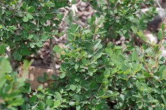 Flueggea verrucosa