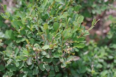 Flueggea verrucosa