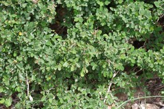 Flueggea verrucosa