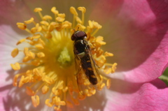 Allograpta hortensis