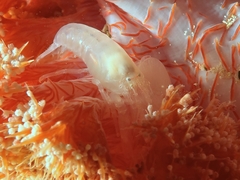 Synalpheus neomeris