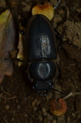 Pycnosiphorus