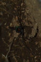 Sadocus polyacanthus