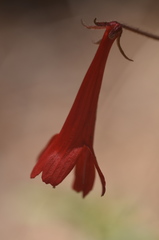 Ourisia coccinea coccinea