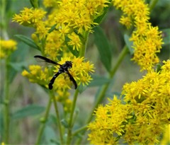 Pelecinobaccha costata