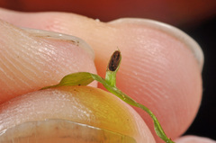 Symphyogyna subsimplex