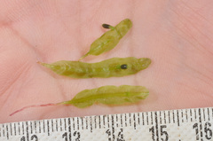 Symphyogyna subsimplex