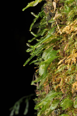 Symphyogyna subsimplex