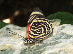 Prepona amydon amydon