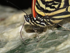 Prepona amydon amydon