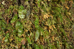 Symphyogyna subsimplex