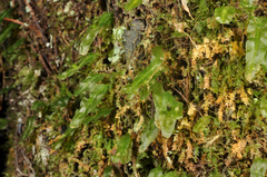 Symphyogyna subsimplex