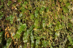 Symphyogyna subsimplex