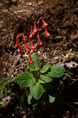 Ourisia coccinea thumbnail
