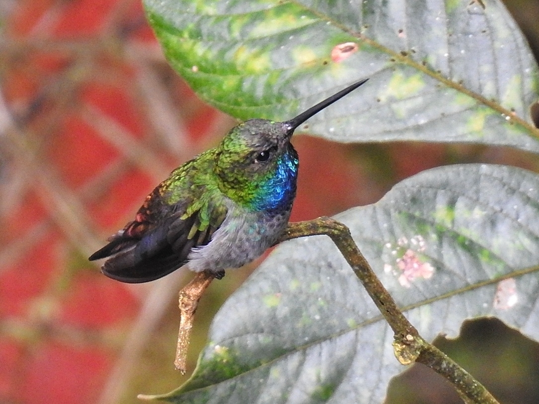 Napo Sabrewing illustration