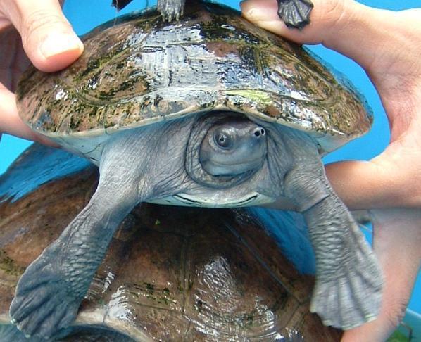 Northern River Terrapin