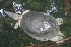 Northern River Terrapin photo 4