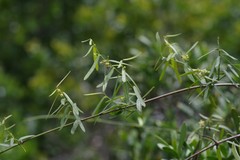 Secamone filiformis
