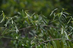 Secamone filiformis