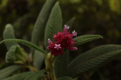 Palicourea erythrocephala