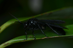 Elaphroptera nigripennis