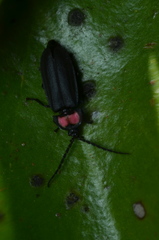 Pyractonema
