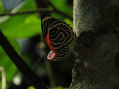 Prepona amydon amydon