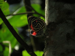 Prepona amydon amydon