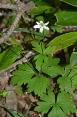 Anemonastrum antucense