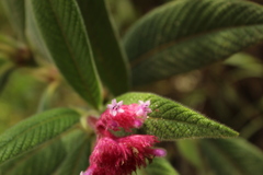 Palicourea erythrocephala