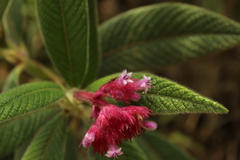 Palicourea erythrocephala