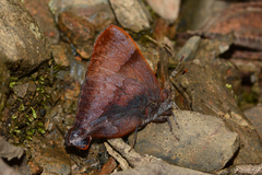 Penaincisalia purpurea