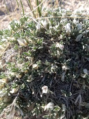 Astragalus gilviflorus