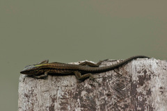 Kentropyx altamazonica