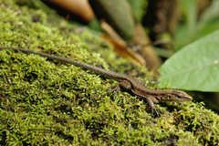 Kentropyx altamazonica