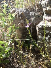 Triodanis leptocarpa