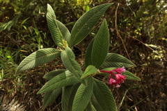Palicourea erythrocephala