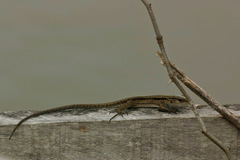 Kentropyx altamazonica