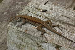 Kentropyx altamazonica