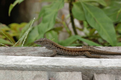 Kentropyx altamazonica