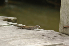 Kentropyx altamazonica