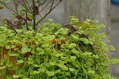 Kentropyx altamazonica