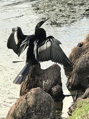 Anhinga anhinga