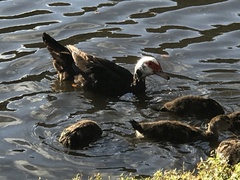 Cairina moschata domestica