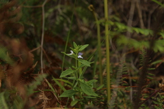Achetaria bicolor