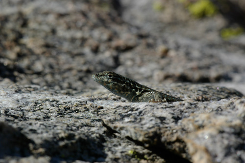 iNaturalist observation photo of Western Side-blotched Lizard