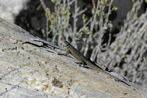 iNaturalist observation photo of Western Fence Lizard
