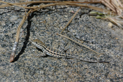iNaturalist observation photo of Western Side-blotched Lizard